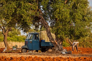 JARDINIER BECHANT LA TERRE ROUGE, CASTRIGNANO DEL CAPO, LES POUILLES, ITALIE 