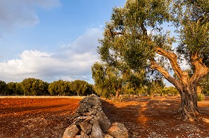 CHAMP LABOURE ET OLIVIERS, AGRICULTURE DE LA REGION DE CASTRIGNANO DEL CAPO, LES POUILLES, ITALIE 