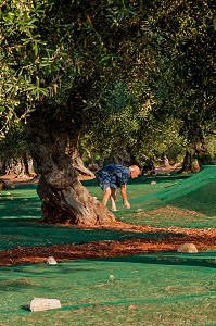 PREPARATION DES FILETS POUR LA RECOLTE DES OLIVES, AGRICULTURE DANS LA REGION DE CASTRIGNANO DEL CAPO, LES POUILLES, ITALIE 