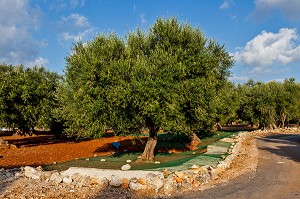 PREPARATION DES FILETS POUR LA RECOLTE DES OLIVES, AGRICULTURE DANS LA REGION DE CASTRIGNANO DEL CAPO, LES POUILLES, ITALIE 