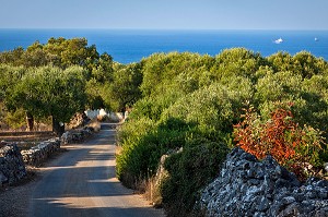 OLIVERAIE AU BORD DE LA MER, REGION DE CASTRIGNANO DEL CAPO, COMMUNE LA PLUS MERIDIONALE DES POUILLES, SITUEE A L'EXTREME SUD DU TALON DE LA BOTTE ITALIENNE, LES POUILLES, ITALIE 