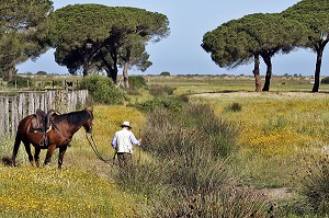 BUTTERI, 'COW-BOYS TOSCANS', AZIENDA REGIONALE AGRICOLA DI ALBERESE, UNIQUE 'FERME' DANS LE PARC NATUREL DE MAREMME, SPERGOLAIA, REGION DE GROSSETO, MAREMMA, TOSCANE, ITALIE 