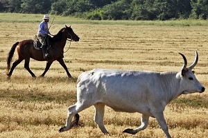 BUTTERI, 'COW-BOYS TOSCANS', AZIENDA REGIONALE AGRICOLA DI ALBERESE, UNIQUE 'FERME' DANS LE PARC NATUREL DE MAREMME, SPERGOLAIA, REGION DE GROSSETO, MAREMMA, TOSCANE, ITALIE 