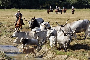 BUTTERI, 'COW-BOYS TOSCANS', AZIENDA REGIONALE AGRICOLA DI ALBERESE, UNIQUE 'FERME' DANS LE PARC NATUREL DE MAREMME, SPERGOLAIA, REGION DE GROSSETO, MAREMMA, TOSCANE, ITALIE 