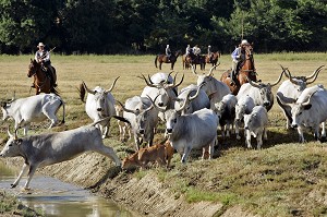 BUTTERI, 'COW-BOYS TOSCANS', AZIENDA REGIONALE AGRICOLA DI ALBERESE, UNIQUE 'FERME' DANS LE PARC NATUREL DE MAREMME, SPERGOLAIA, REGION DE GROSSETO, MAREMMA, TOSCANE, ITALIE 