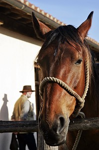 PREPARATION DES CHEVAUX AVEC LES BUTTERI, 'COW-BOYS TOSCANS', AZIENDA REGIONALE AGRICOLA DI ALBERESE, UNIQUE, FERME, DANS LE PARC NATUREL DE MAREMME, SPERGOLAIA, REGION DE GROSSETO, MAREMMA, TOSCANE, ITALIE 