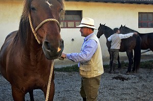 PREPARATION DES CHEVAUX AVEC LES BUTTERI, 'COW-BOYS TOSCANS', AZIENDA REGIONALE AGRICOLA DI ALBERESE, UNIQUE, FERME, DANS LE PARC NATUREL DE MAREMME, SPERGOLAIA, REGION DE GROSSETO, MAREMMA, TOSCANE, ITALIE 