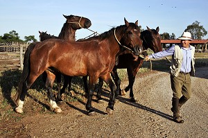 PREPARATION DES CHEVAUX AVEC LES BUTTERI, 'COW-BOYS TOSCANS', AZIENDA REGIONALE AGRICOLA DI ALBERESE, UNIQUE, FERME, DANS LE PARC NATUREL DE MAREMME, SPERGOLAIA, REGION DE GROSSETO, MAREMMA, TOSCANE, ITALIE 