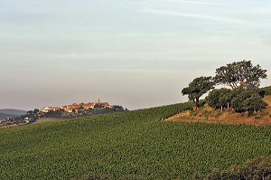 VIGNES, MAGLIANO IN TOSCANA, REGION DE GROSSETO, MAREMME, MAREMMA, TOSCANE, ITALIE 