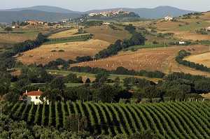 VIGNES, MAGLIANO IN TOSCANA, REGION DE GROSSETO, MAREMME, MAREMMA, TOSCANE, ITALIE 