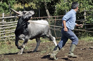 CAPTURE D'UN BOEUF DE RACE MAREMME PAR LE FERMIER, EXPLOITATION AGRICOLE D'ELEVAGE DE VACHES MAREMME, AGRITURISMO AIA DELLA COLONNA DANS LA HAUTE MAREMME, A 10 KM DE SATURNIA, USI, MAREMMA, TOSCANE, ITALIE 