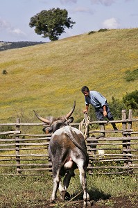 CAPTURE D'UN BOEUF DE RACE MAREMME PAR LE FERMIER, EXPLOITATION AGRICOLE D'ELEVAGE DE VACHES MAREMME, AGRITURISMO AIA DELLA COLONNA DANS LA HAUTE MAREMME, A 10 KM DE SATURNIA, USI, MAREMMA, TOSCANE, ITALIE 