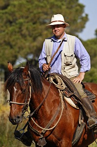 STEFANO, BUTTERO SUR SON CHEVAL MUNIE DE SON UCINO, (BRANCHE DE NOISETIER FOURCHUE EN DEUX DOIGTS A UNE EXTREMITE ET EN Y DE L'AUTRE, VERITABLE PROLONGEMENT DE LA MAIN, LE BUTTERO NE DESCEND JAMAIS DE SA SELLE POUR OUVRIR LES BARRIERES, SANGLER UN JEUNE CHEVAL OU ATTRAPER UN VEAU POUR LE MARQUER, BUTTERI, 'COW-BOYS TOSCANS', AZIENDA REGIONALE AGRICOLA DI ALBERESE, UNIQUE 'FERME' DANS LE PARC NATUREL DE MAREMME, SPERGOLAIA, REGION DE GROSSETO, MAREMMA, TOSCANE, ITALIE 