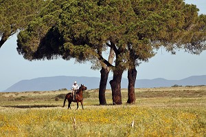 BUTTERI, 'COW-BOYS TOSCANS', AZIENDA REGIONALE AGRICOLA DI ALBERESE, UNIQUE 'FERME' DANS LE PARC NATUREL DE MAREMME, SPERGOLAIA, REGION DE GROSSETO, MAREMMA, TOSCANE, ITALIE 