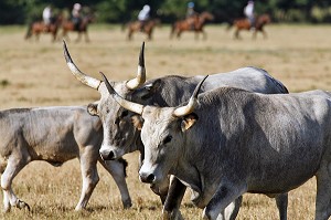 RANDONNEES EQUESTRES, DECOUVERTE DES VACHES DE MAREMME EN ROUTE VERS LES PATURAGES DIRIGEES PAR LES BUTTERI, 'COW-BOYS TOSCANS', AZIENDA REGIONALE AGRICOLA DI ALBERESE, UNIQUE 'FERME' DANS LE PARC NATUREL DE MAREMME, SPERGOLAIA, REGION DE GROSSETO, MAREMMA, TOSCANE, ITALIE 