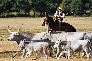 TROUPEAU DE VACHES MAREMME EN ROUTE VERS LES PATURAGES DIRIGES PAR LES BUTTERI, 'COW-BOYS TOSCANS', AZIENDA REGIONALE AGRICOLA DI ALBERESE, UNIQUE 'FERME' DANS LE PARC NATUREL DE MAREMME, SPERGOLAIA, REGION DE GROSSETO, MAREMMA, TOSCANE, ITALIE 