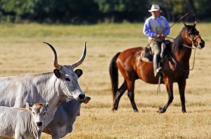 TROUPEAU DE VACHES MAREMME EN ROUTE VERS LES PATURAGES DIRIGES PAR LES BUTTERI, 'COW-BOYS TOSCANS', AZIENDA REGIONALE AGRICOLA DI ALBERESE, UNIQUE 'FERME' DANS LE PARC NATUREL DE MAREMME, SPERGOLAIA, REGION DE GROSSETO, MAREMMA, TOSCANE, ITALIE 