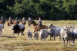 TROUPEAU DE VACHES MAREMME EN ROUTE VERS LES PATURAGES DIRIGES PAR LES BUTTERI, 'COW-BOYS TOSCANS', AZIENDA REGIONALE AGRICOLA DI ALBERESE, UNIQUE 'FERME' DANS LE PARC NATUREL DE MAREMME, SPERGOLAIA, REGION DE GROSSETO, MAREMMA, TOSCANE, ITALIE 