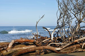 CHAQUE ANNEE LA MER GAGNE DU TERRAIN SUR LA PLAGE ET AVALE LES ARBRES, RECHAUFFEMENT DE LA PLANETE ET MONTEE DES EAUX, MARINA DI ALBERESE, REGION DE GROSSETO, MAREMME, MAREMMA, TOSCANE, ITALIE 