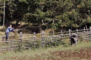 CAPTURE D'UN BOEUF DE RACE MAREMME PAR LE FERMIER, EXPLOITATION AGRICOLE D'ELEVAGE DE VACHES MAREMME, AGRITURISMO AIA DELLA COLONNA DANS LA HAUTE MAREMME, A 10 KM DE SATURNIA, USI, MAREMMA, TOSCANE, ITALIE 