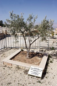 OLIVIER PLANTE PAR LE PAPE JEAN-PAUL II LORS DE SA VISITE EN 2000 AU SOMMET DU MONT NEBO, LIEU DE LA MORT DE MOISE APRES AVOIR CONTEMPLE LA TERRE PROMISE, MONT NEBO, REGION DE LA MER MORTE, JORDANIE 