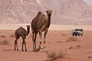 DROMADAIRES MARCHANT DANS LE DESERT DU WADI RUM FACE A UN 4X4 RANGE ROVER, DESERT DU WADI RUM, LIEU DE LAWRENCE D'ARABIE, SABLE, DESERT, JORDANIE 