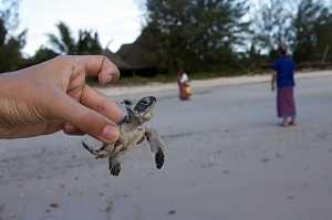 BEBE TORTUE, FUNZI KEYS, KENYA, AFRIQUE 