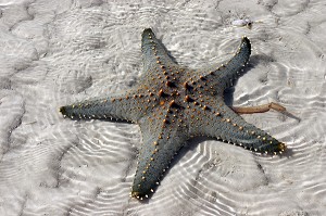 ETOILE DE MER SUR LA PLAGE, REGION DE MOMBASA, KENYA, AFRIQUE 