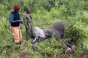 CAPTURE D'UN ELEPHANT POUR UNE MIGRATION DANS LA RESERVE NATIONALE DE SHIMBA HILLS, ELEPHANT, ELEPHANT ENDORMI, GARDE, REGION DE MOMBASA, KENYA, AFRIQUE 