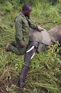 CAPTURE D'UN ELEPHANT POUR UNE MIGRATION DANS LA RESERVE NATIONALE DE SHIMBA HILLS, RESERVE NATIONALE DE SHIMBA HILLS, ELEPHANT, ELEPHANT ENDORMI, REGION DE MOMBASA, KENYA, AFRIQUE 