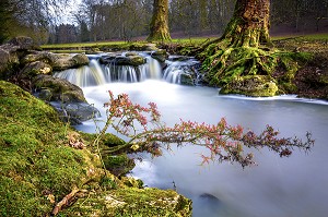 FORET DE RAMBOUILLET, YVELINES (78), ILE-DE-FRANCE, FRANCE 