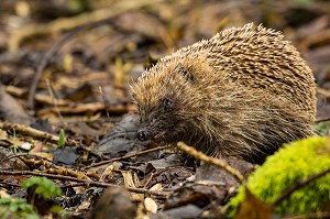 ANIMAUX DIVERS, EURE ET LOIR (28), CENTRE, FRANCE 