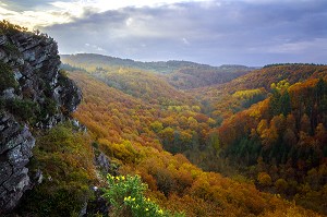 COULEURS D'AUTOMNE DANS LE CALVADOS (14), BASSE NORMANDIE, FRANCE 