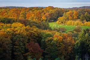 COULEURS D'AUTOMNE DANS LE CALVADOS (14), BASSE NORMANDIE, FRANCE 