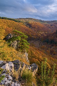 COULEURS D'AUTOMNE DANS LE CALVADOS (14), BASSE NORMANDIE, FRANCE 