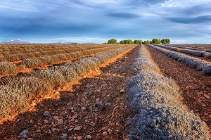 ILLUSTRATION ALPES DE HAUTE PROVENCE (04), PACA, FRANCE 
