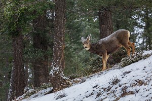 LE CANADA OUEST EN HIVER, AMERIQUE DU NORD 