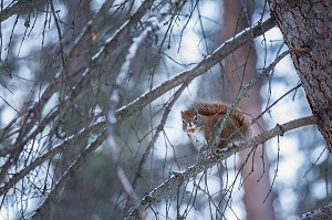 LE CANADA OUEST EN HIVER, AMERIQUE DU NORD 