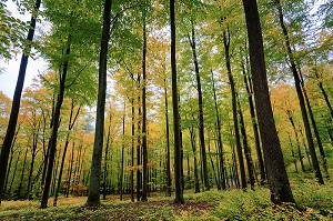 ROUTE DES CHATEAUX D'ALSACE, BAS-RHIN (67), FRANCE 