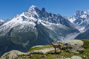 ALPINISME EN HAUTE-SAVOIE (74), RHONE ALPES, FRANCE 