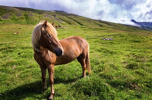 PAYSAGES D'ISLANDE 
