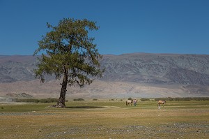 LA MONGOLIE, ASIE 