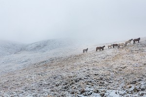 LA MONGOLIE, ASIE 