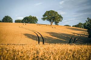 CHAMPS DE BLE AU COUCHER DU SOLEIL, SAINT-PHILBERT-SUR-ORNE (61), NORMANDIE, FRANCE 