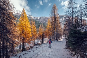 RANDONNEUSE SUR UN SENTIER ENNEIGE BORDE DE MELEZES AUX COULEURS D'AUTOMNE, TENDE, MERCANTOUR, ALPES-MARITIMES (06), PROVENCE-ALPES-COTE D'AZUR, FRANCE 