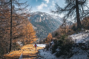 RANDONNEUSE SUR UN SENTIER ENNEIGE BORDE DE MELEZES AUX COULEURS D'AUTOMNE, TENDE, MERCANTOUR, ALPES-MARITIMES (06), PROVENCE-ALPES-COTE D'AZUR, FRANCE 