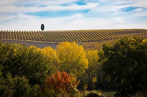 CYPRES, VIGNES ET COULEURS D'AUTOMNE, MONTALCINO, SAN QUIRICO D'ORCIA, SIENNE, TOSCANE, ITALIE 