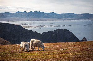 MOUTONS BROUTANT SUR L'ILE D'ANDOYA, NORVEGE 