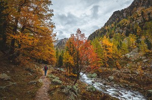 RANDONNEUR REMONTANT LE BOREON DANS UNE FORET AUX COULEURS AUTOMNALES, PARC NATIONAL DU MERCANTOUR, SAINT-MARTIN-VESUBIE, PROVENCE-ALPES-COTE-D'AZUR, (06) ALPES-MARITIMES, FRANCE 