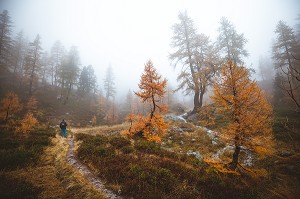 RANDONNEUR TRAVERSANT UNE FORET DE MELEZES AUX COULEURS AUTOMNALES DANS LE BROUILLARD, PARC NATIONAL DU MERCANTOUR, SAINT-MARTIN-VESUBIE, PROVENCE-ALPES-COTE-D'AZUR, (06) ALPES-MARITIMES, FRANCE 